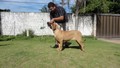 Matriz - Fila Brasileiro Dourado - Canil Singular - Fama Itanhandu